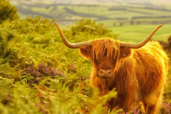 Highland Cattle on Baslow Edge