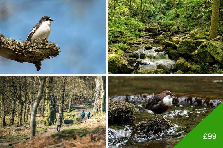 Waterfalls and Woodlands Photography Walk in Grindleford, Peak District