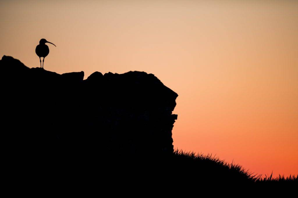 Curlew