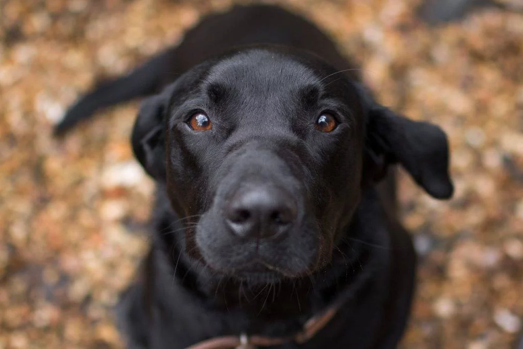 Top 10 Dog-Friendly Peak District Days Out 1 Dog-Friendly Peak District
