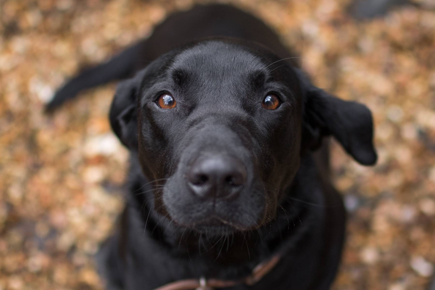 Top 10 Best Dog-Friendly Peak District Days Out