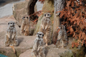 Let's Go Peak District - Peak District Holidays 3