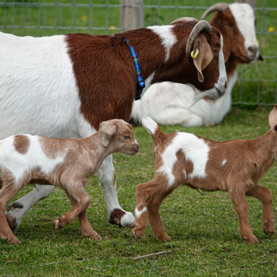 Matlock Farm Park