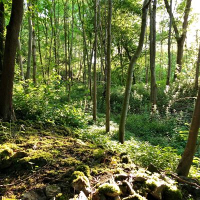 Incredible Coombs Dale - A hidden Peak District gem