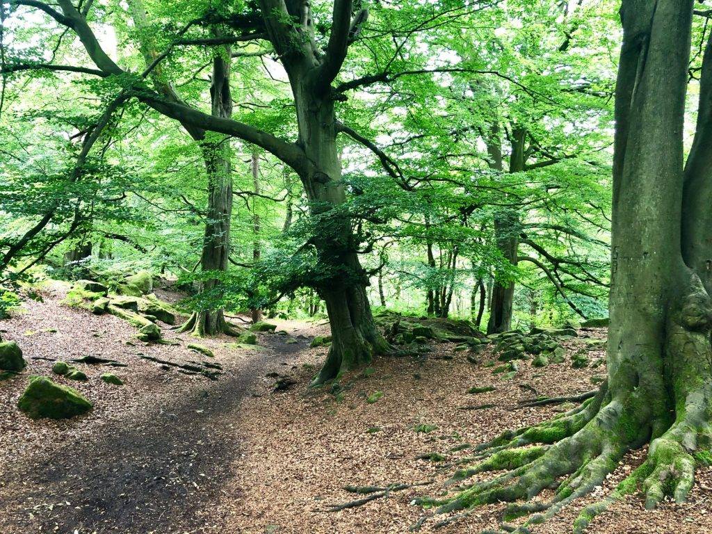 Padley Gorge