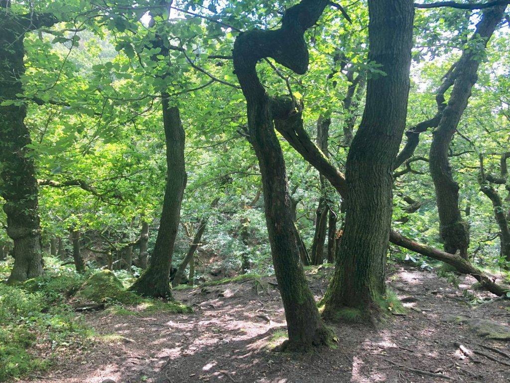 Padley Gorge