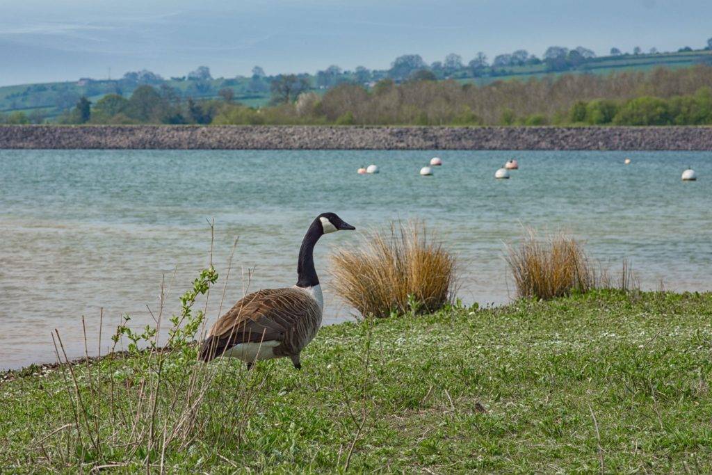 Carsington Water