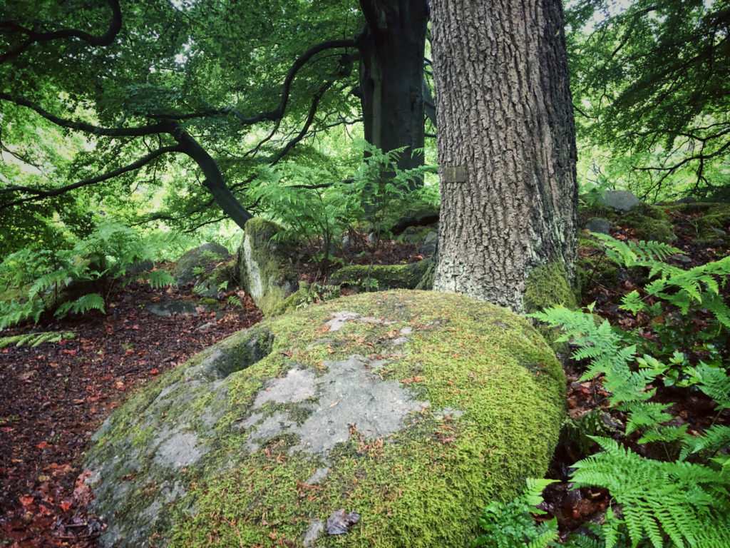 The Intriguing Millstones of the Peak District | Padley Gorge