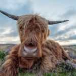 Highland Cow Baslow Edge