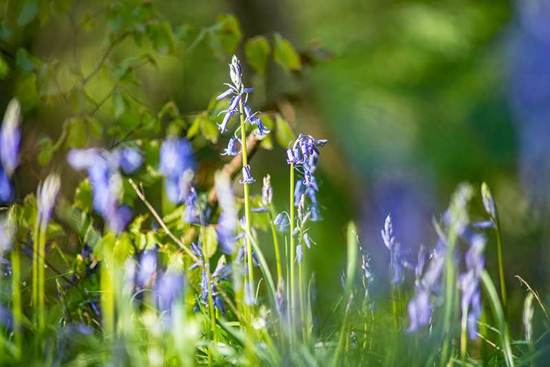 Seasonal Photography Workshops in the Peak District