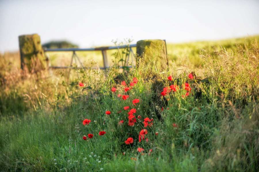 Peak District News : Summer Poppies