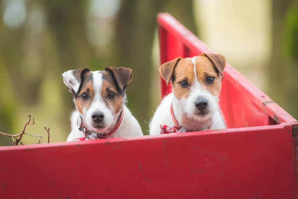 Pet Photography in the Peak District