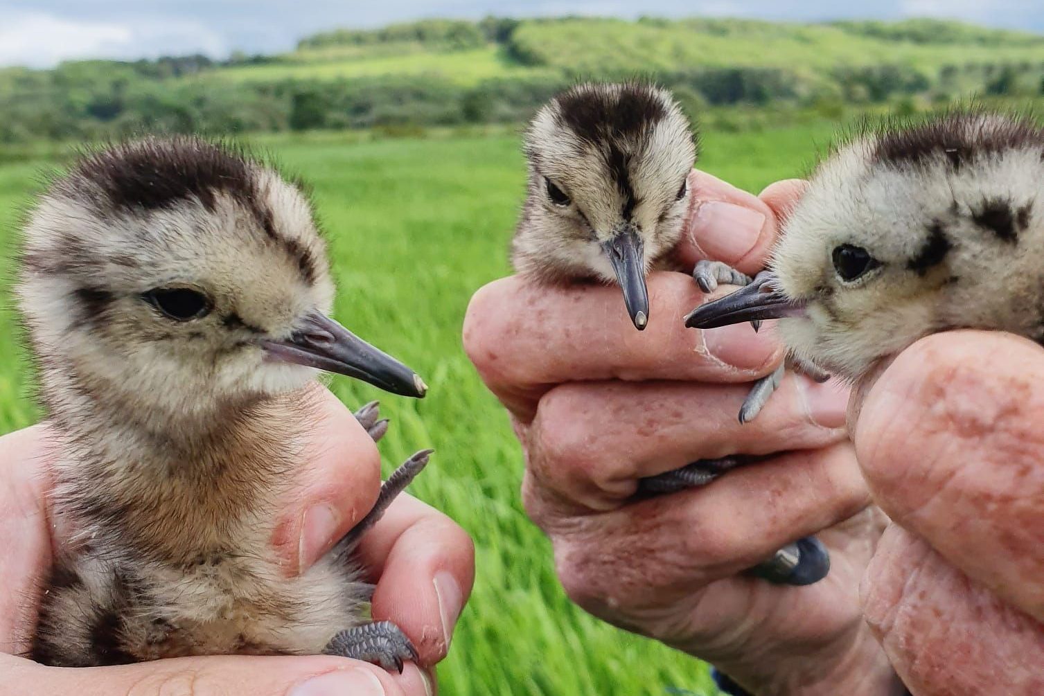 Saving the Song of the Curlew 2