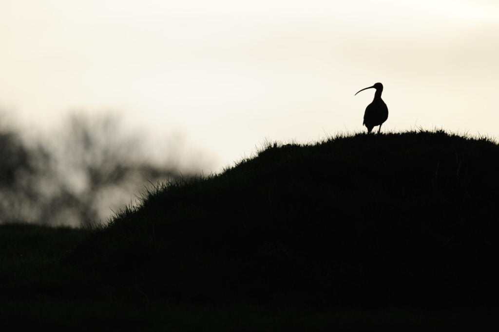 Saving the Song of the Curlew 5