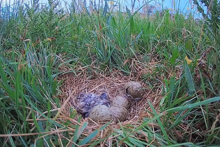 Saving the Song of the Curlew 4