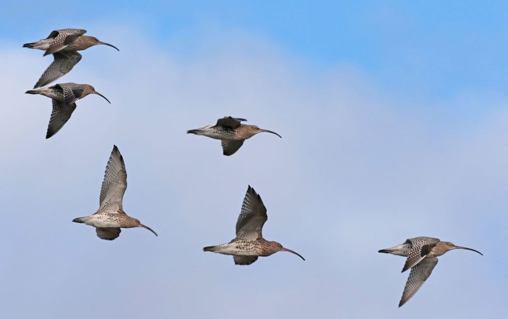 Curlew