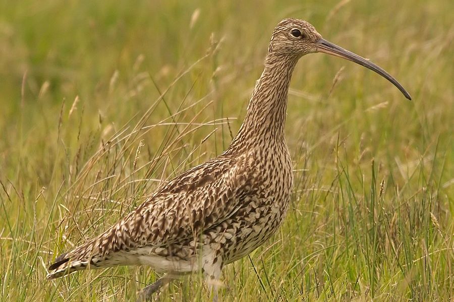 Saving the Song of the Curlew 3