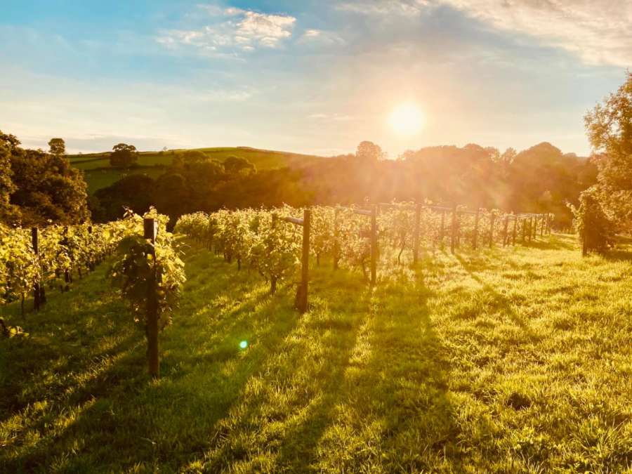 Amber Valley Vineyards Beautiful Peak District Vineyard