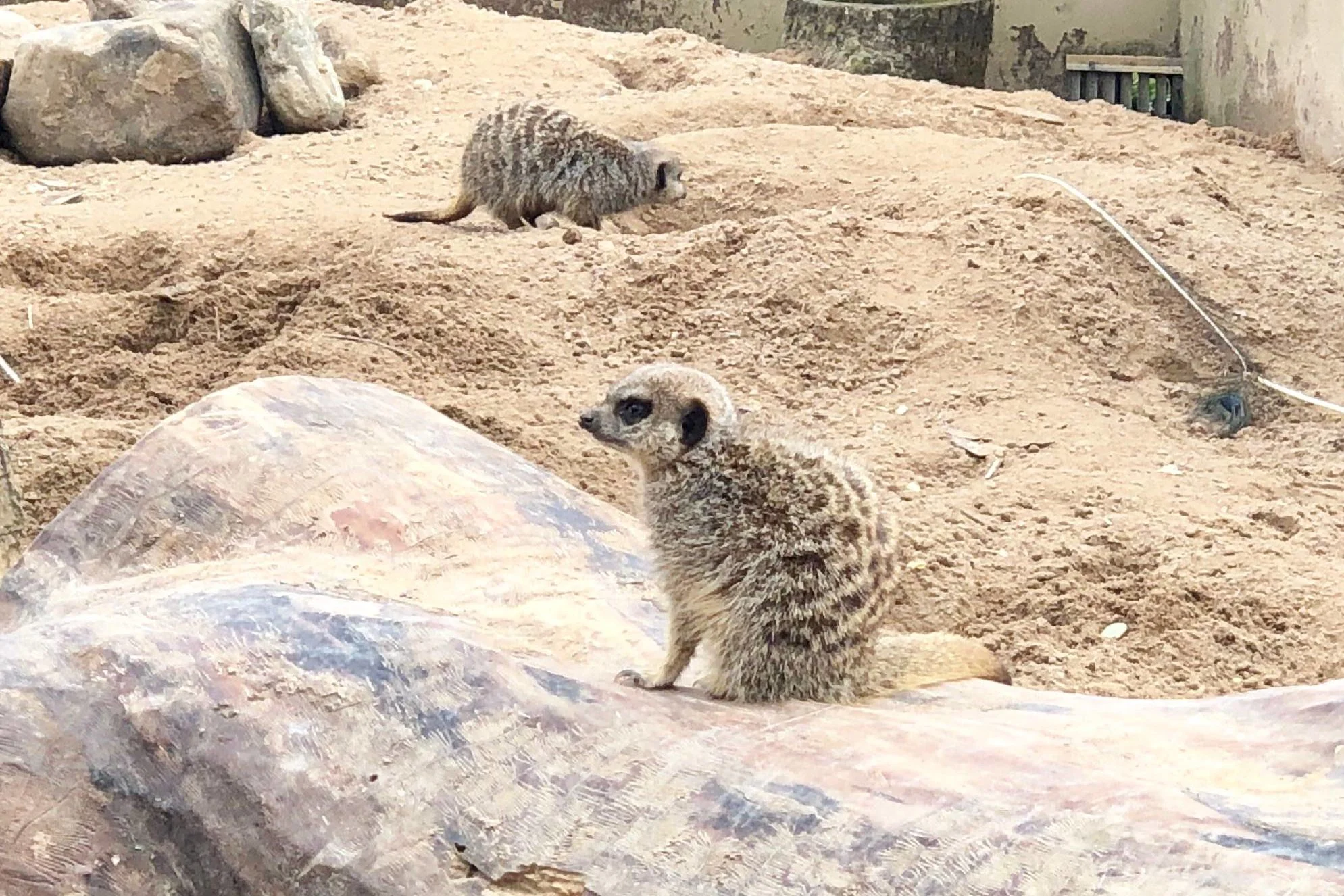 Peak Wildlife Park 4
