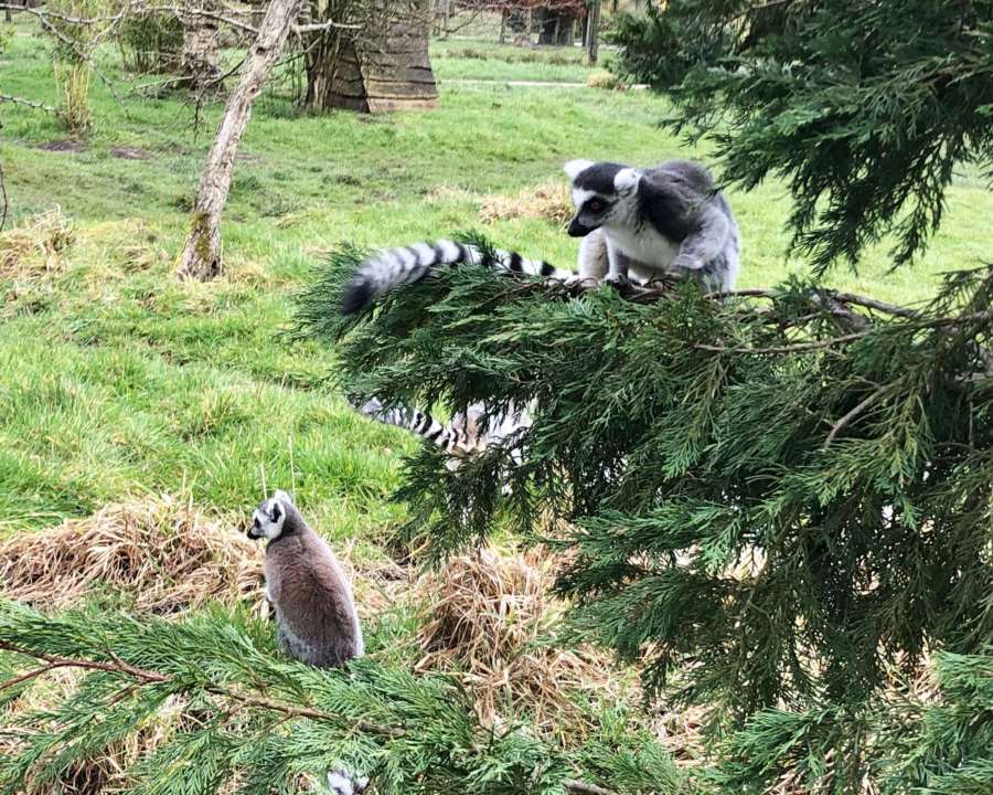Peak Wildlife Park Peak District Zoo And Wildlife Centre