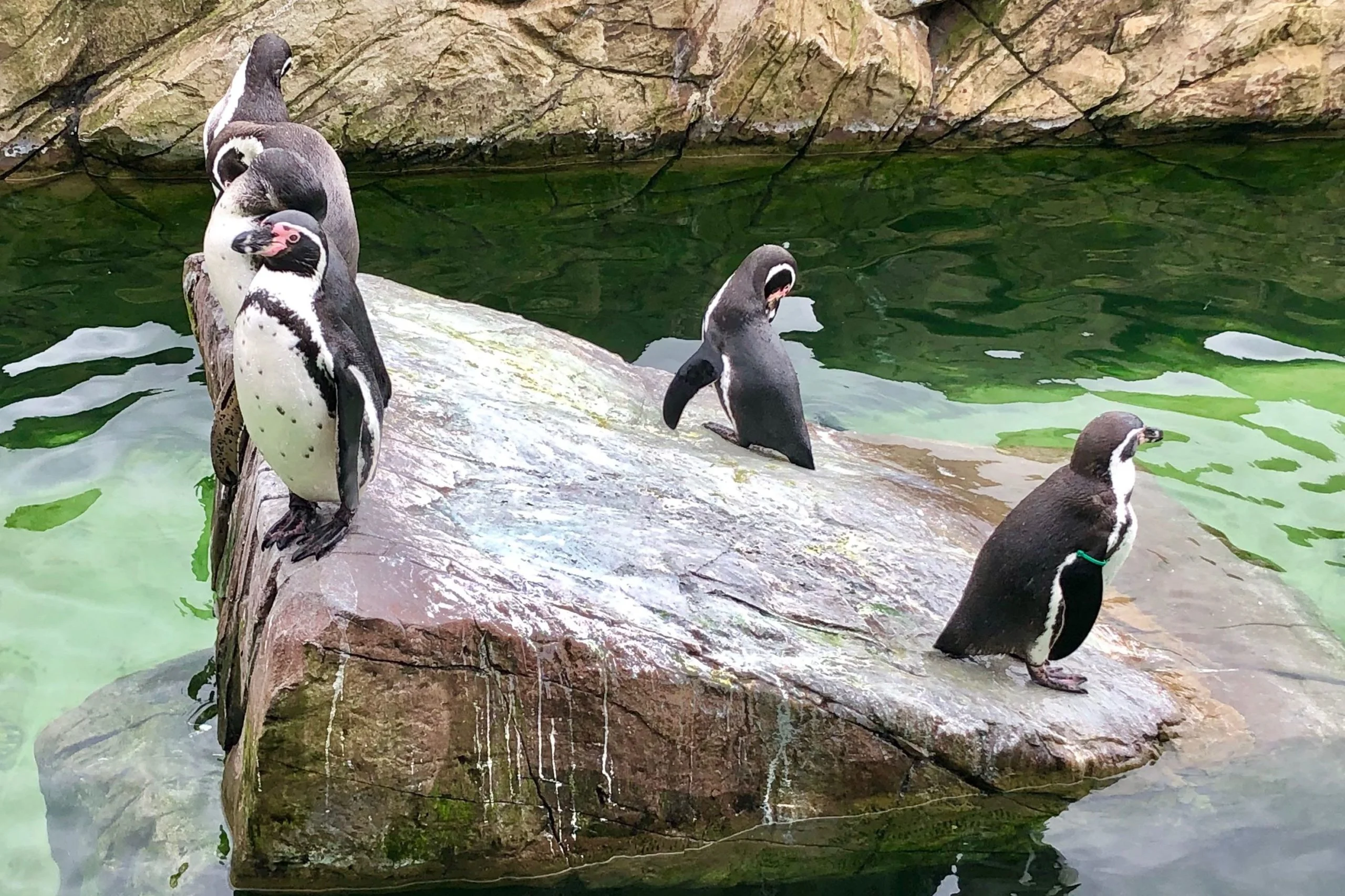 Peak Wildlife Park 3
