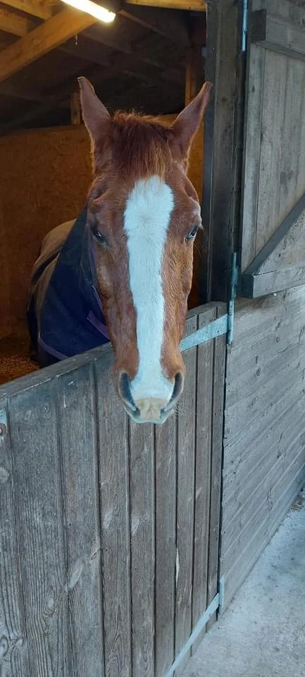 Please Don't Feed Other People's Horses! 3 Please Don't Feed Other People's Horses! 3
