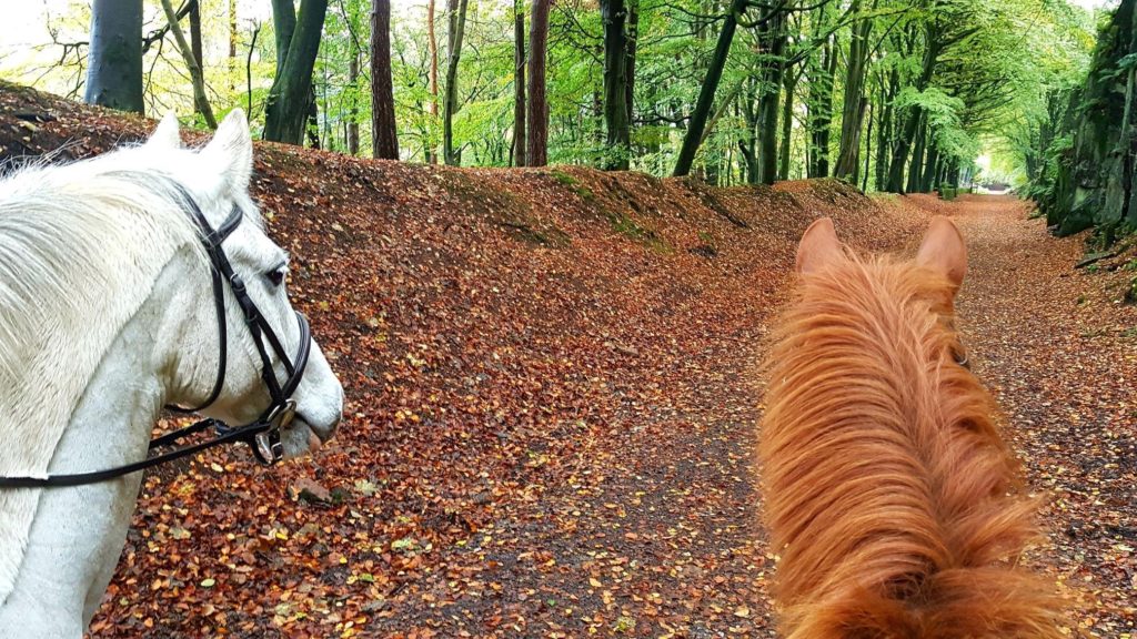 Please Don't Feed Other People's Horses! 5