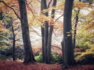 Top 5 Autumn Peak District Walks 2