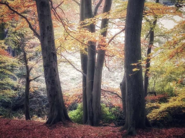 Hathersage Walk (Fairy Woods) - 2 miles near Edale
