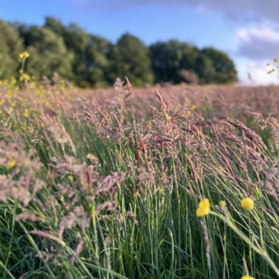 Cow Close Farm, Wild & Other