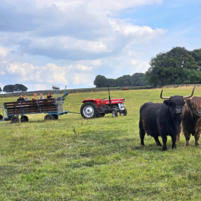 Highland Cows of the Peak Experiences
