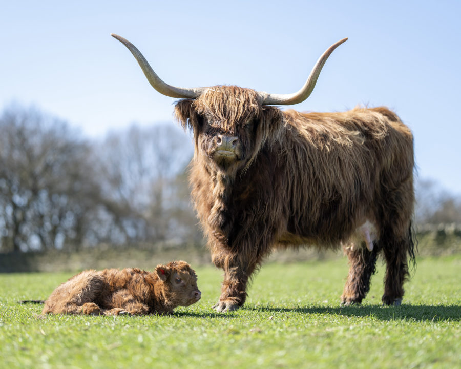 Highland Cows of the Peak Experiences 1 Highland Cows of the Peak