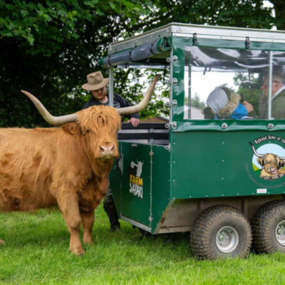 Highland Cows of the Peak Experiences