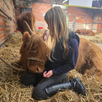Highland Cows of the Peak Experiences