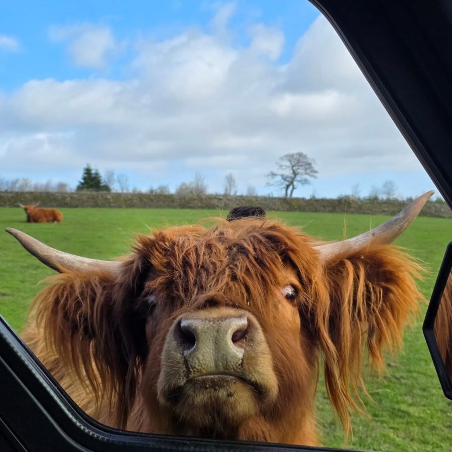 Highland Cows of the Peak Experiences 2 Highland Cows of the Peak Experiences 1