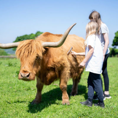 Highland Cows of the Peak Experiences
