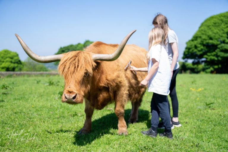 Highland Cows of the Peak Experiences in Hathersage, Peak District