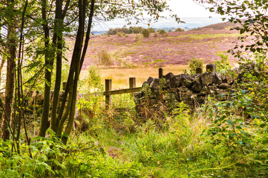The Complete Guide to Walking in the Peak District: 40+ Best Walks for All Abilities 1 Peak District Walks | Blacka Moor
