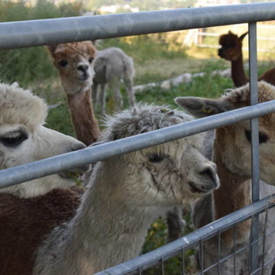 Mayfield Alpacas Farm & Animal Sanctuary