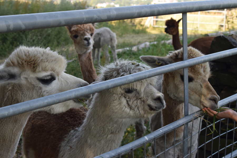 Mayfield Alpacas Farm & Animal Sanctuary 5 Mayfield Alpacas