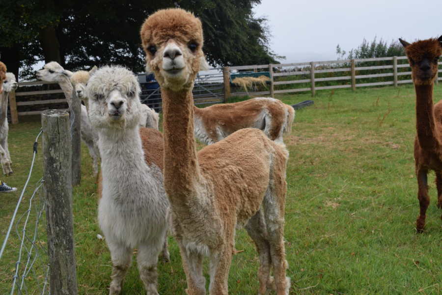 Mayfield Alpacas Farm & Animal Sanctuary 6 Mayfield Alpacas
