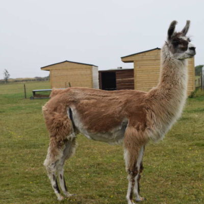 Mayfield Alpacas Farm & Animal Sanctuary