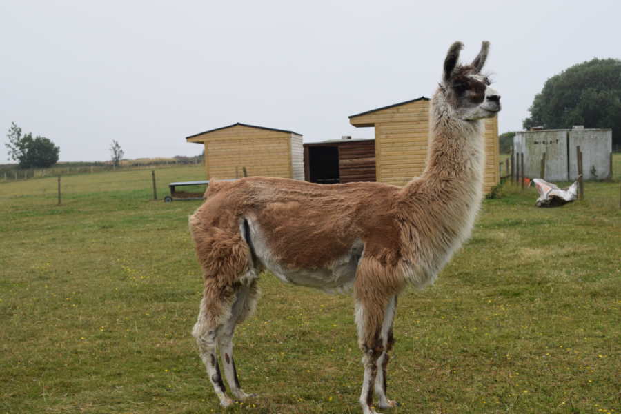 Mayfield Alpacas Farm & Animal Sanctuary 3 Mayfield Alpacas
