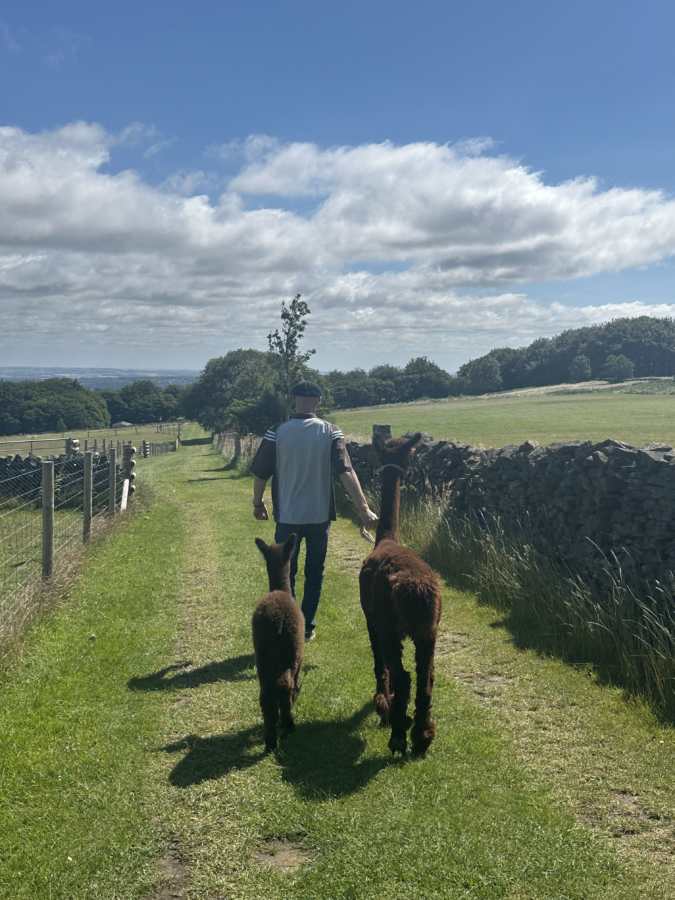 Mayfield Alpacas Farm & Animal Sanctuary 2 Mayfield Alpacas