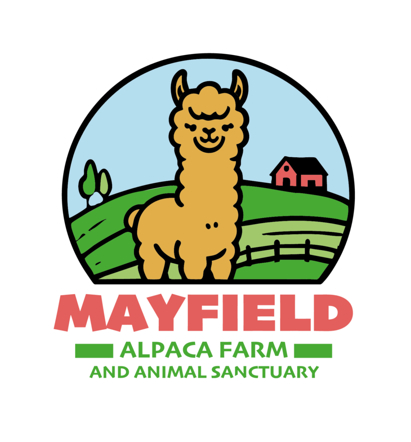 Mayfield Alpacas Farm & Animal Sanctuary 1 Mayfield Alpaca Farm and Animal Sanctuary